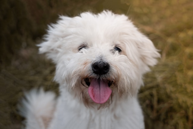 15 Raças de Cachorro Pequeno para Apartamento (Guia)