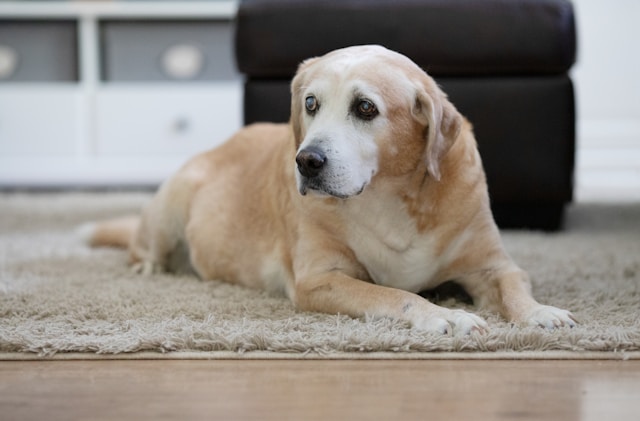 Expectativa de Vida de Cachorro: Lista com 20 Raças