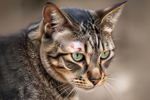 Queda de Pelo em Gato: Causas e Tratamento