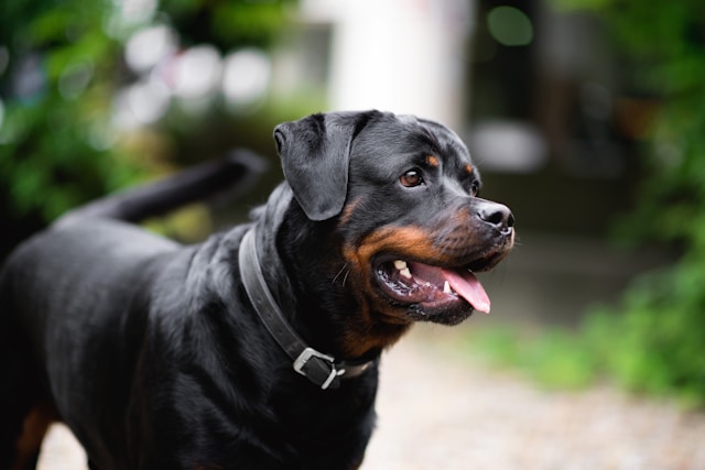Rottweiler-cao-de-guarda.jpg (42 KB)