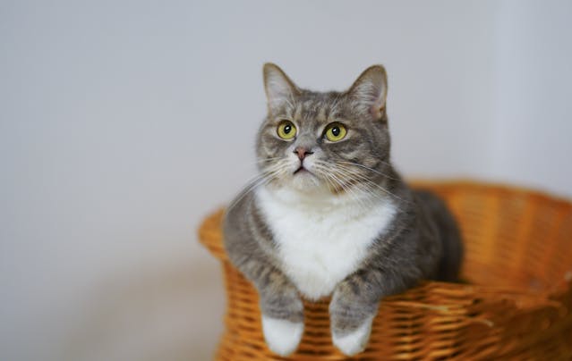 Vitamina Para Gato Ganhar Peso: Como Suplementos Podem Ajudar Seu Pet a Ficar Mais Forte e Saudável