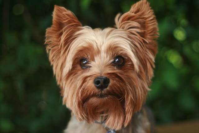 Yorkshire-Terrier-raca-de-companhia.jpg (48 KB)