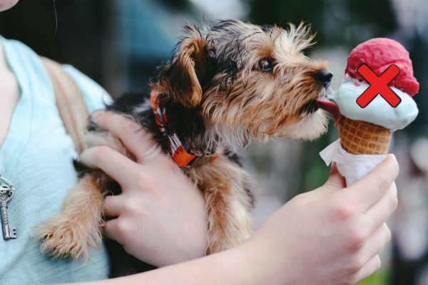 20 Alimentos Proibidos para Cães (GUIA COMPLETO)