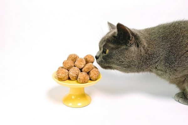 15 Alimentos Que Gatos Não Devem Comer (LISTA)