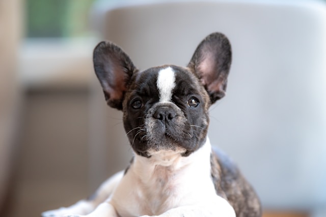bulldog-frances-cao-de-companhia.jpg (33 KB)