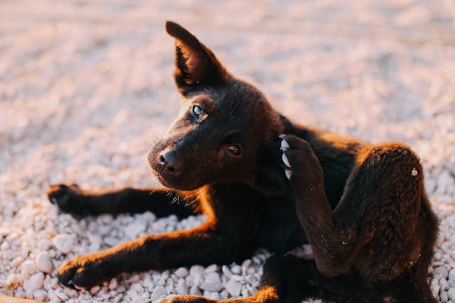 Como Eliminar Pulgas em Cães: Guia Para o Fim da Coceira