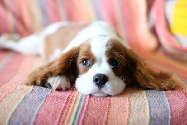 Cachorro com Diarreia - O Que Fazer? [Dicas de Veterinário]