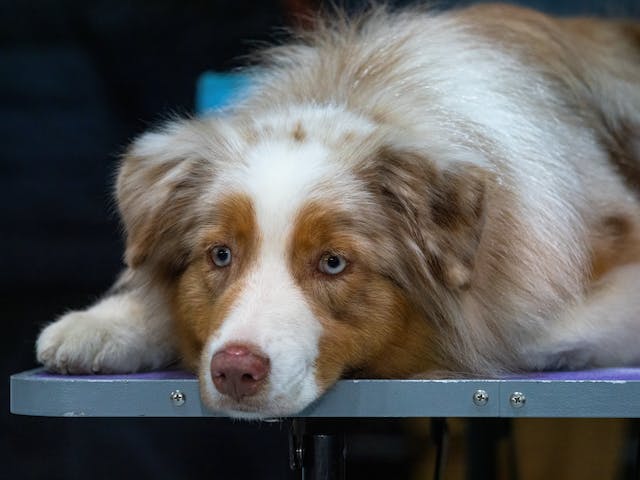 Cachorro com Gases: O Que Você Precisa Saber para Aliviar o Desconforto do seu Pet