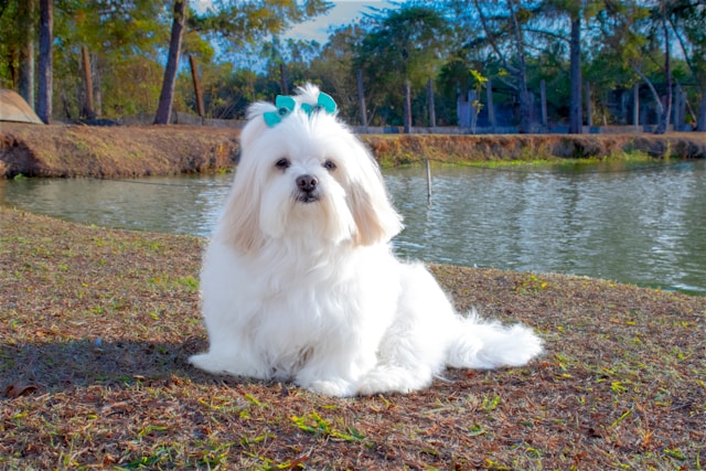 Como Evitar que o Pelo do Cachorro Fique Embolado