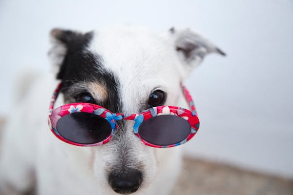 Cachorro Desidratado e os Cuidados com seu Pet no Verão