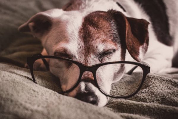 Cachorro Idoso: 10 Cuidados Especiais com seu Amigo