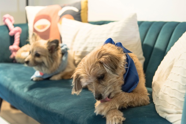 Cachorro Lambendo a Pata: Causas, Preocupações e Cuidados
