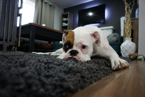 Seu Cachorro Está Vomitando? Saiba o Que Fazer!