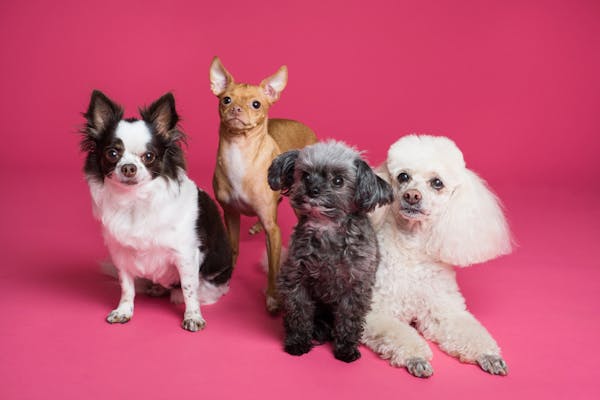 10 Cães de Companhia Ideais para Apartamento (Guia)