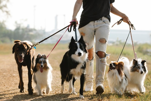 Carvão ativado para cães: um aliado na saúde e bem-estar do seu pet