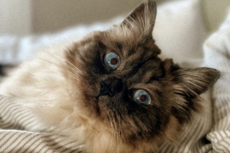 Carvão Ativado Para Gatos: Um Aliado na Saúde Felina