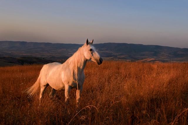 10 Sinais de Cavalo Idoso e Cuidados Essenciais