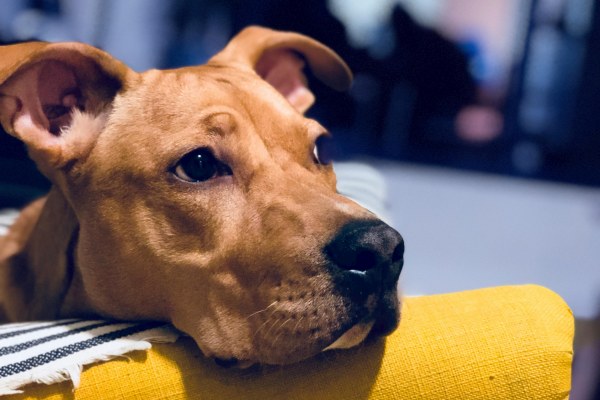 Cinomose Canina: O Que É e Como Tratar!