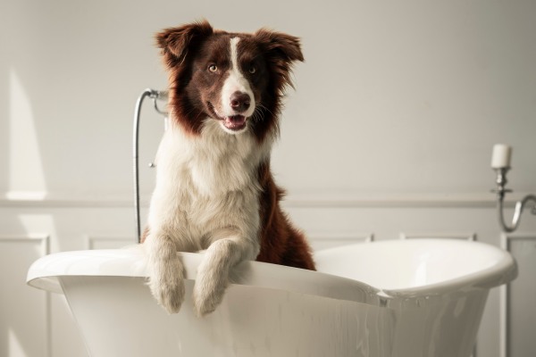 Guia Prático: Como Dar Banho em Cachorro da Forma Correta