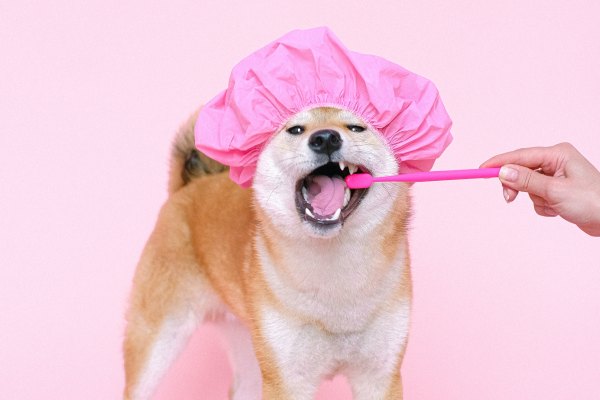 Como Escovar os Dentes do Seu Cachorro Corretamente (GUIA)