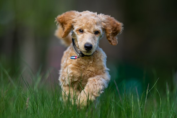 Como Tratar Dermatite Canina: Dicas Para Aliviar os Sintomas