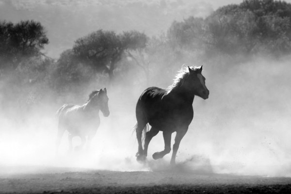Creatina para Cavalos: Potencialize a Performance Equina