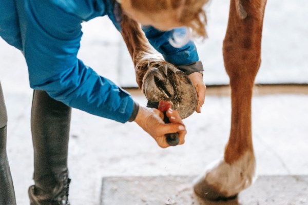 Cuidados com Cascos de Cavalo: Um Guia Prático para Cuidadores 