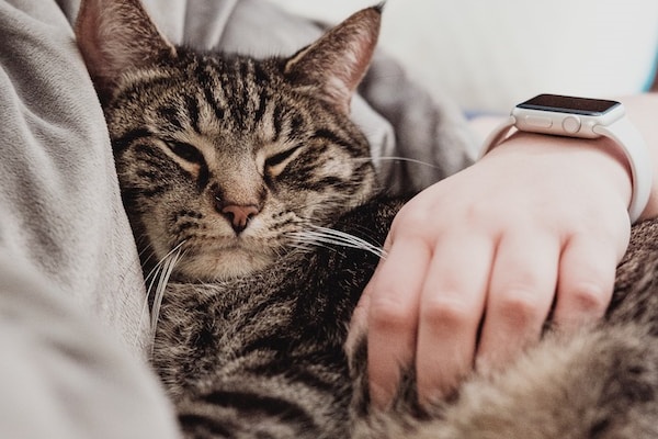 Quais cuidados devo tomar com meu gato idoso?