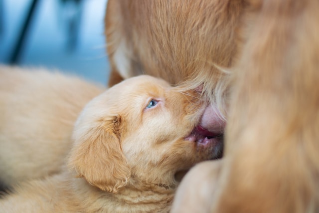 Desmame de Cachorro: Quando e Como Fazer da Maneira Certa