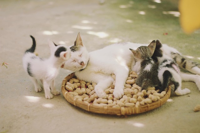 Desmame de Gato: Guia Para uma Transição Tranquila