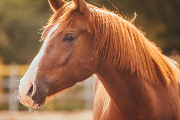 Diarreia em Equinos: Tratamento e Saúde Intestinal