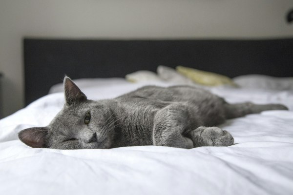 Diarreia em Gatos: Qual o Melhor Remédio?