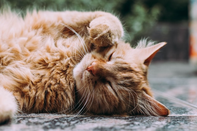Doenças de Pele em Gatos: Cuidados e Tratamento
