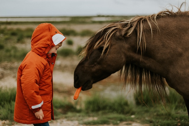 10 Frutas que Cavalos Podem Comer: Guia Nutricional