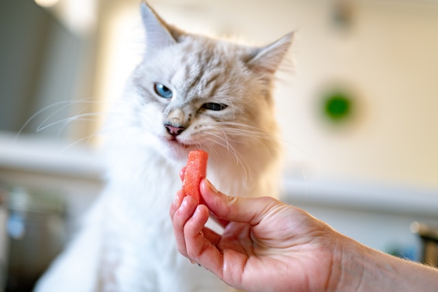11 Frutas que Gatos Podem Comer (LISTA)