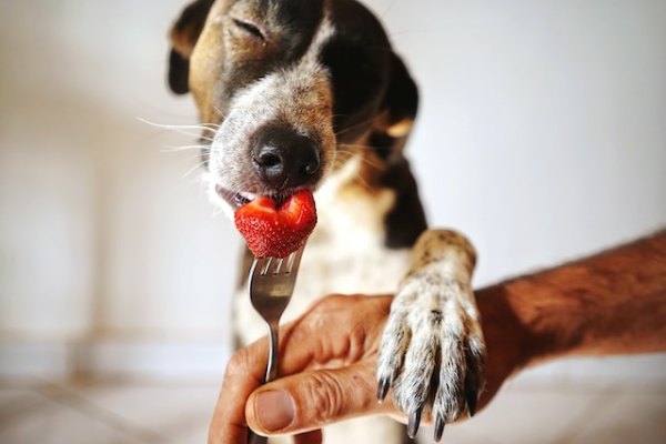 22 Frutas que seu Cachorro Pode Comer - Lista e Guia Prático!