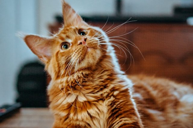 Seu Gato Está Vomitando? Saiba o Que Fazer!