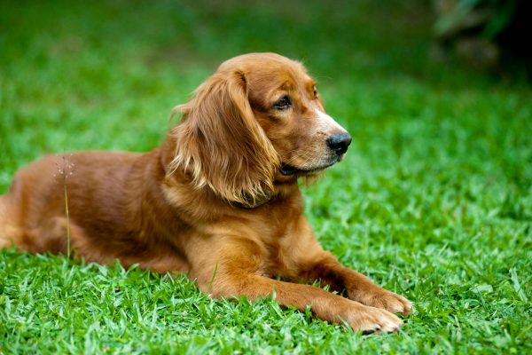 Shampoo Hipoalergênico para Cães: Cuidados Para Peles Sensíveis