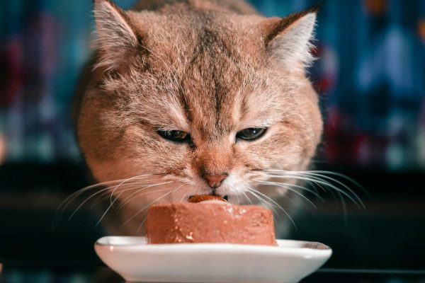 Intoxicação em Gatos: Sintomas, Causas e Tratamento