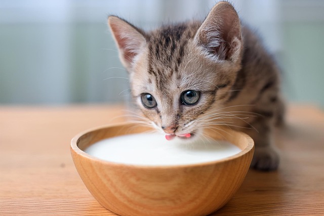 Introdução Alimentar em Gatos: Tudo O Que Você Precisa Saber