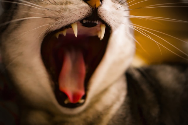 Gengivite em gatos: causas, sintomas, tratamento e como prevenir
