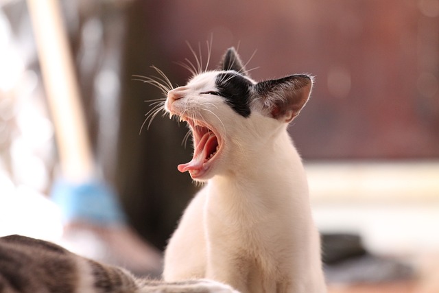 Como Tirar Mau Hálito de Gato: Dica de Especialista