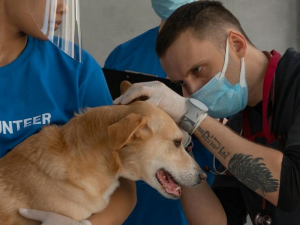 sintomas cl&iacute;nicos da otite canina