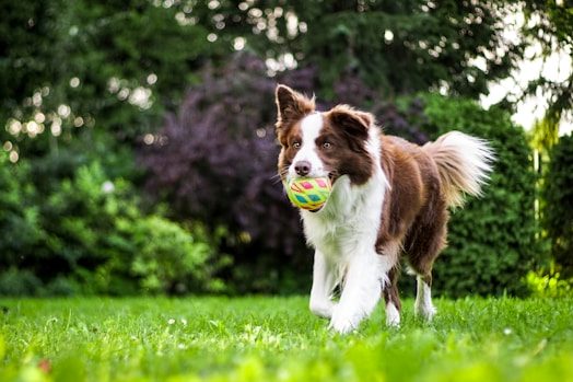 Queda de Pelo em Cães: Causas e Tratamento