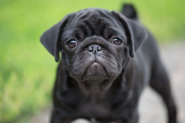 Sarna em Cachorro: Como Tratar e Cuidar da Pele do Seu Pet