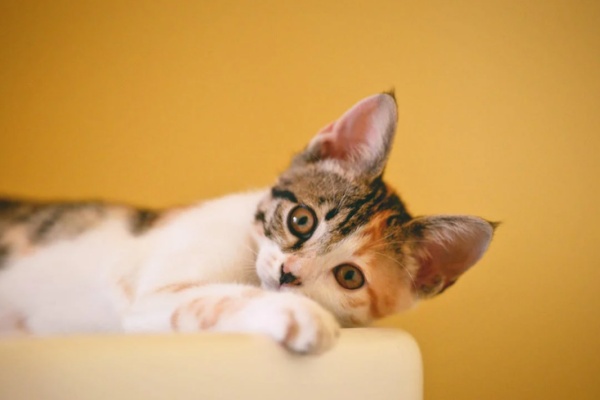 Sarna em Gatos: Tratamento e Cuidados Recomendados