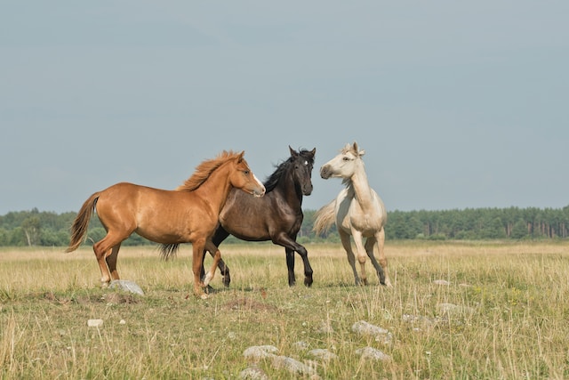 Suplemento Para Cavalo Ganhar Massa Muscular