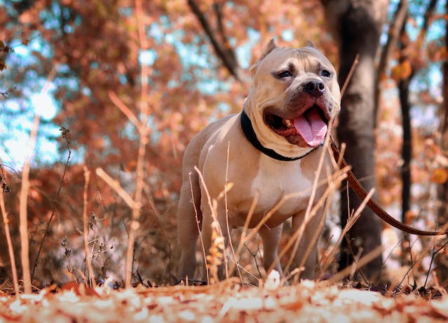 Suplementos Para Pitbull: Guia Para Seu Amigo Crescer Forte