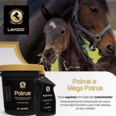 suplemento-potros-lavizoo.jpg (34 KB)