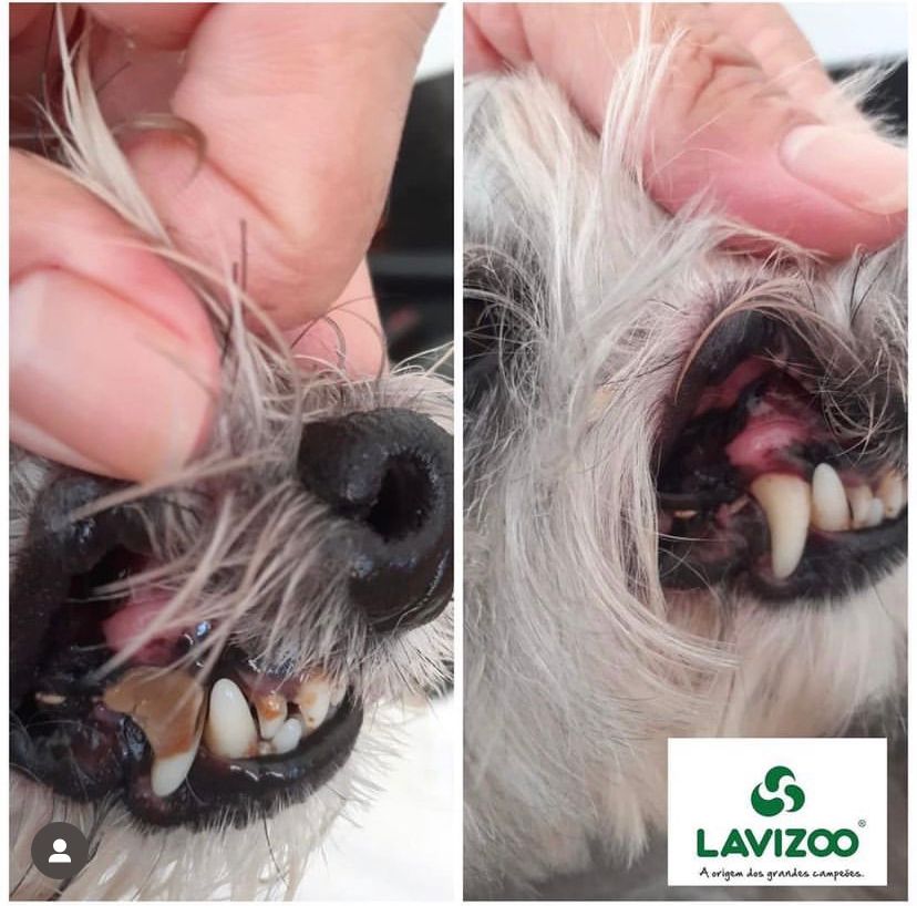 Mau Hálito em Cachorros: Como Tratar e Prevenir
